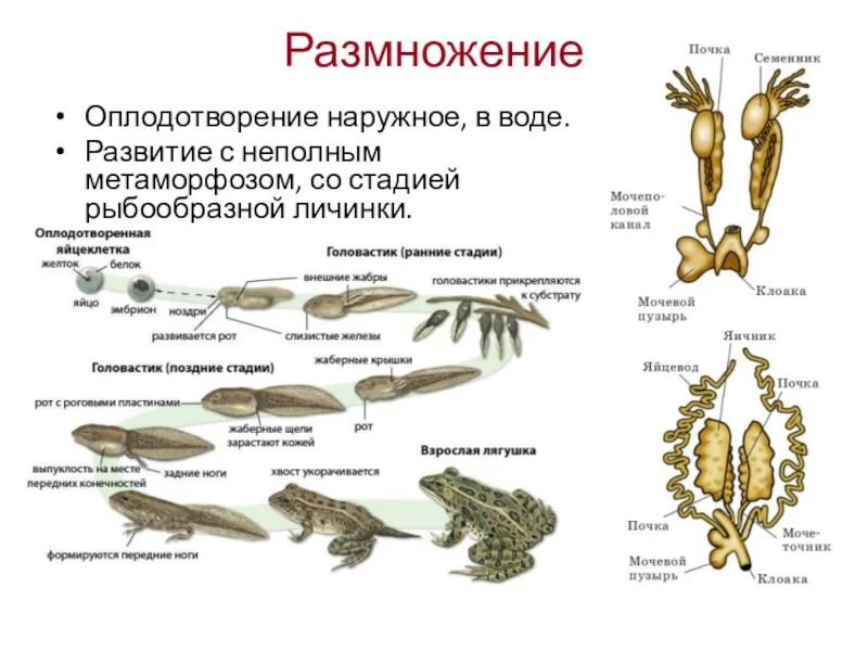 Сравните особенности размножения и развития позвоночных животных. Размножение земноводных схема. Схема развития земноводных биология 7 класс. Размножение Тип оплодотворения земноводных. Цикл развития лягушки схема.