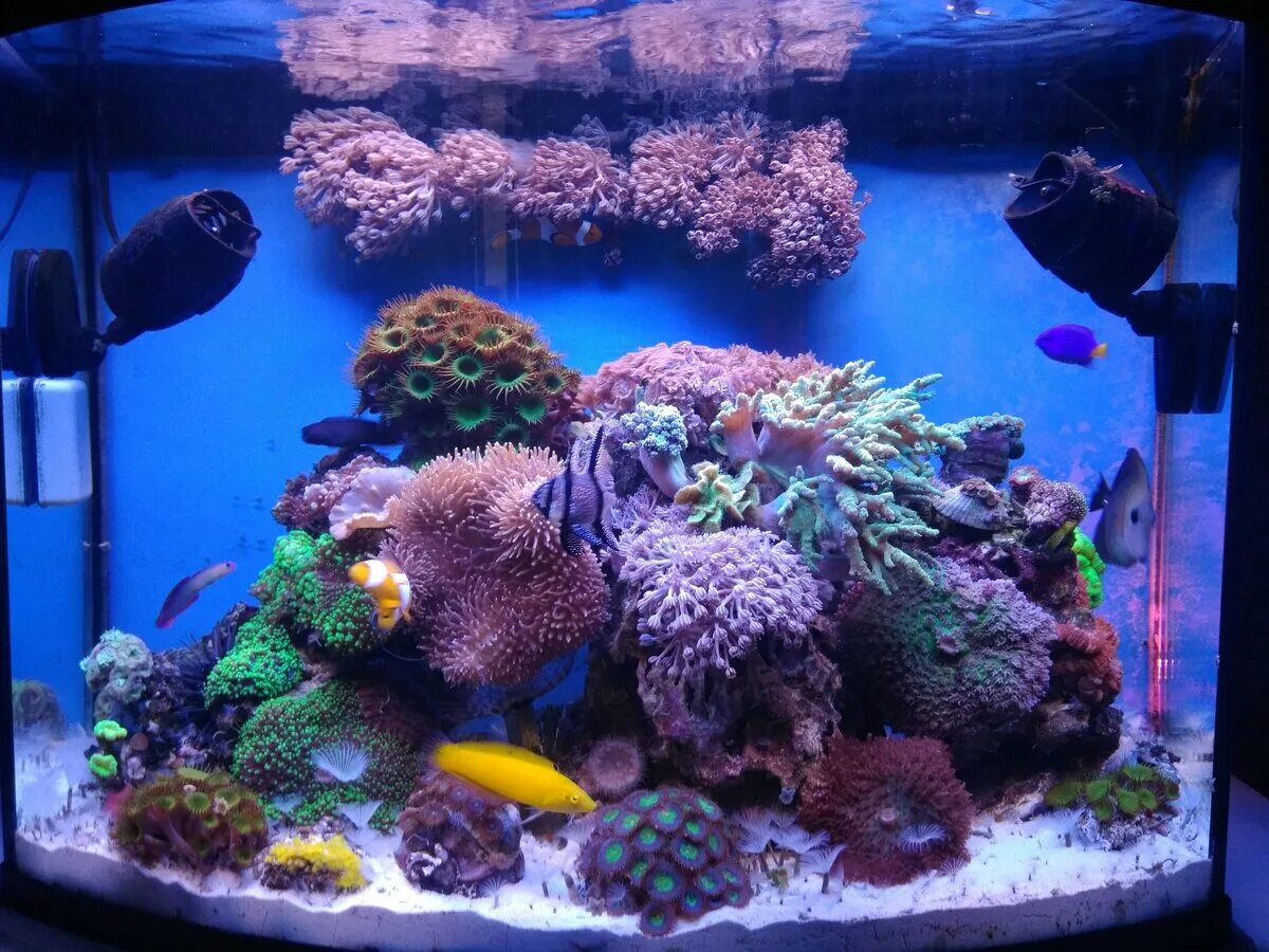 Marine aquarium. Морской рифовый аквариум. Морской рифовый аквариум с мягкими кораллами. Микро-риф морской аквариум. Красивый морской аквариум.