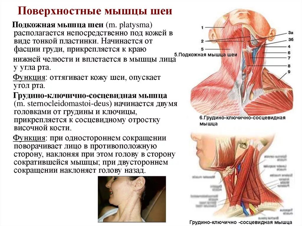 Болит шея у основания головы. Мышцы шеи спереди название. Название мышцы на шее сбоку. Мышцы шеи спереди анатомия. Мышцы шеи кивательная мышца.