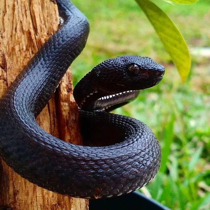 Змеи черного цвета. Trimeresurus purpureomaculatus. Чёрная мамба змея. Черная ядовитая змея. Синебрюхая черная змея.