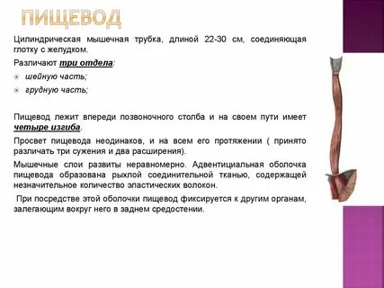 Пищевод это