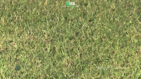 Us grass
