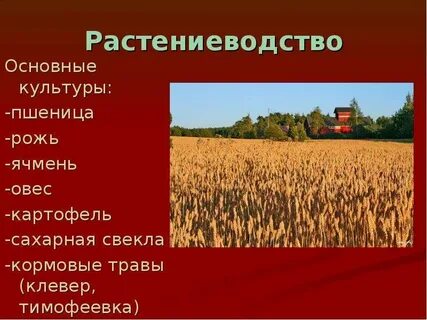 Растениеводство кормовые культуры