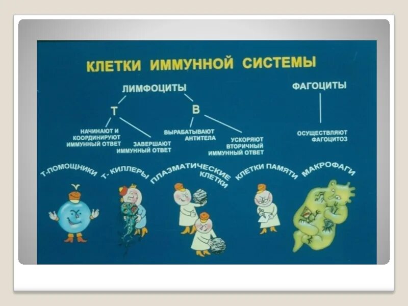 Приобретенный иммунный ответ. Клетки приобретенного иммунитета. Синдром приобретенного иммунитета.