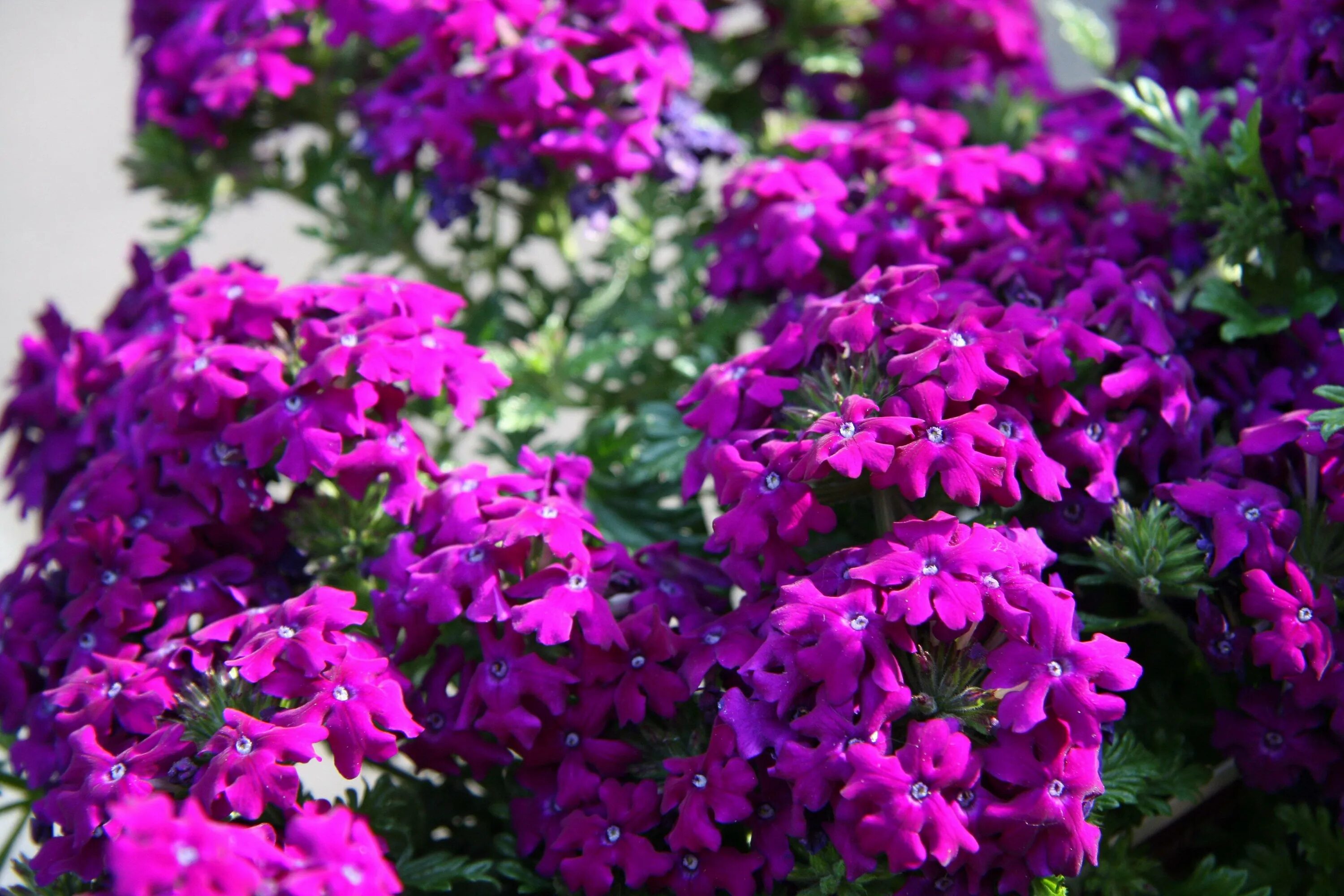 Вербена гибридная (Verbena hybrida). Вербена однолетник. Вербена многолетняя ампельная. Вербена однолетняя. Вербена уход в домашних условиях