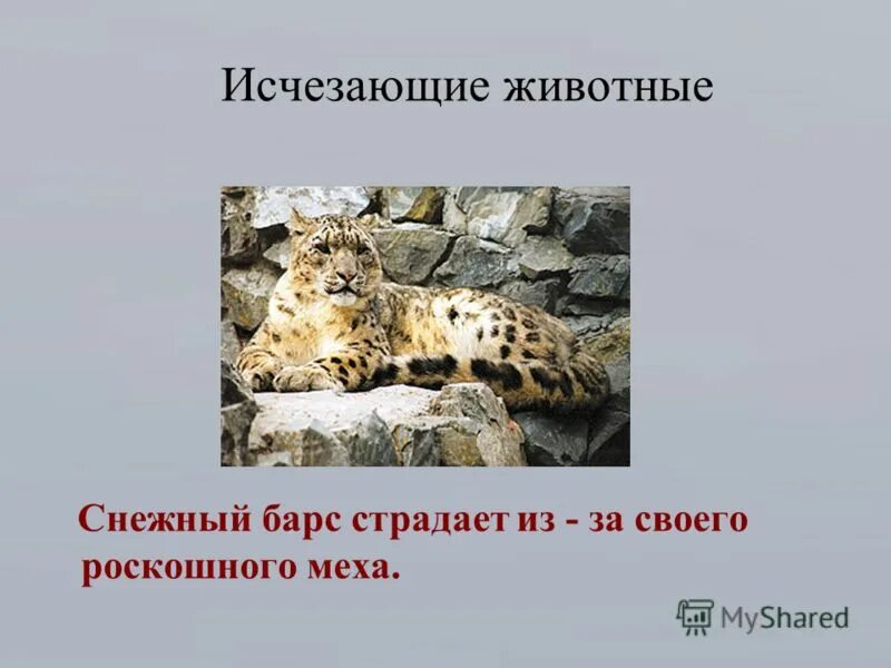 как защитить животных и растения. поставь исчезновения. охрана животных презентация. причины исчезновения животных. поставь исчезновения.