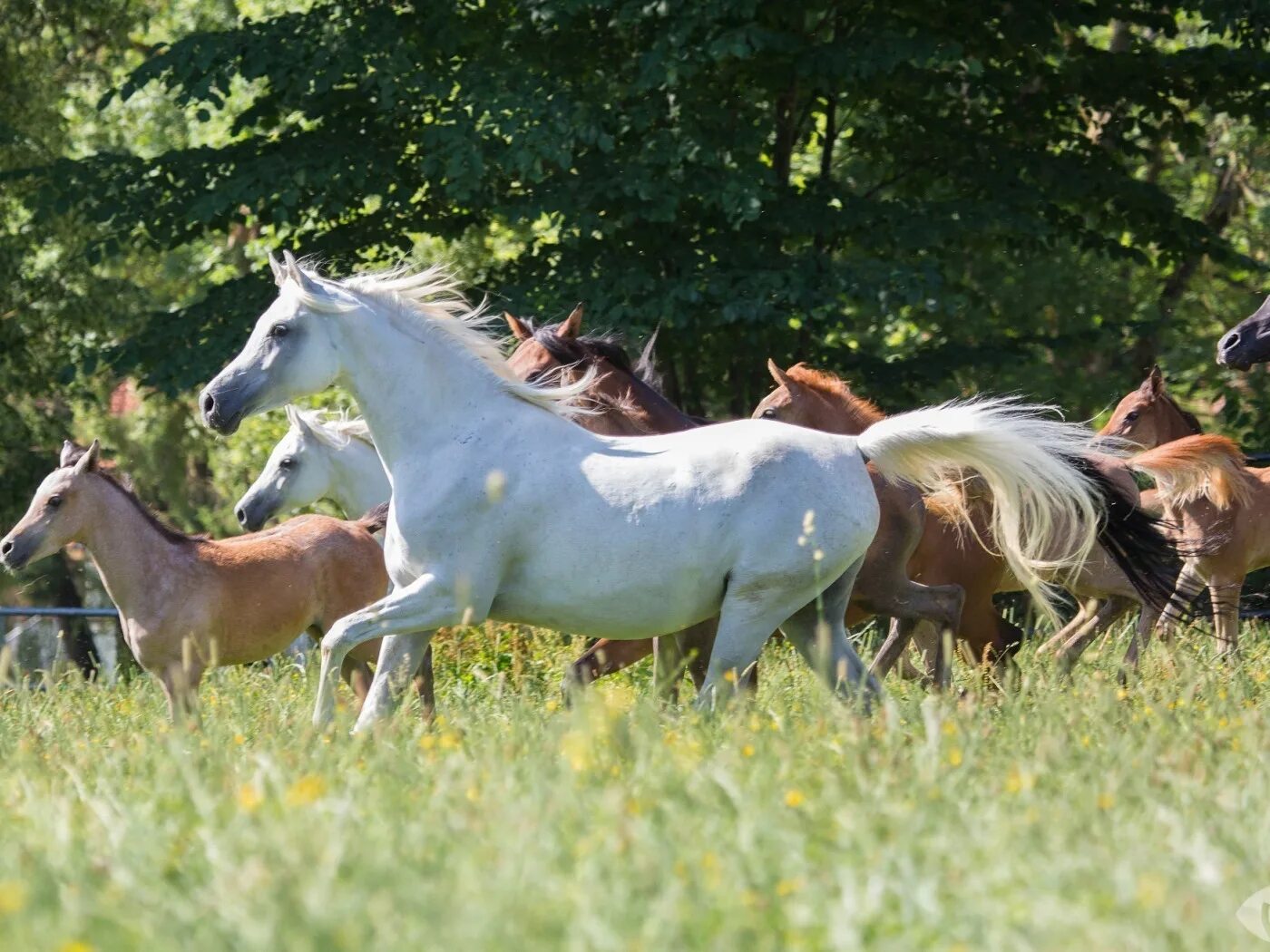 Музыка horses. Лошади на природе. Табун лошадей. Стадо лошадей. Табун лошадей на природе.