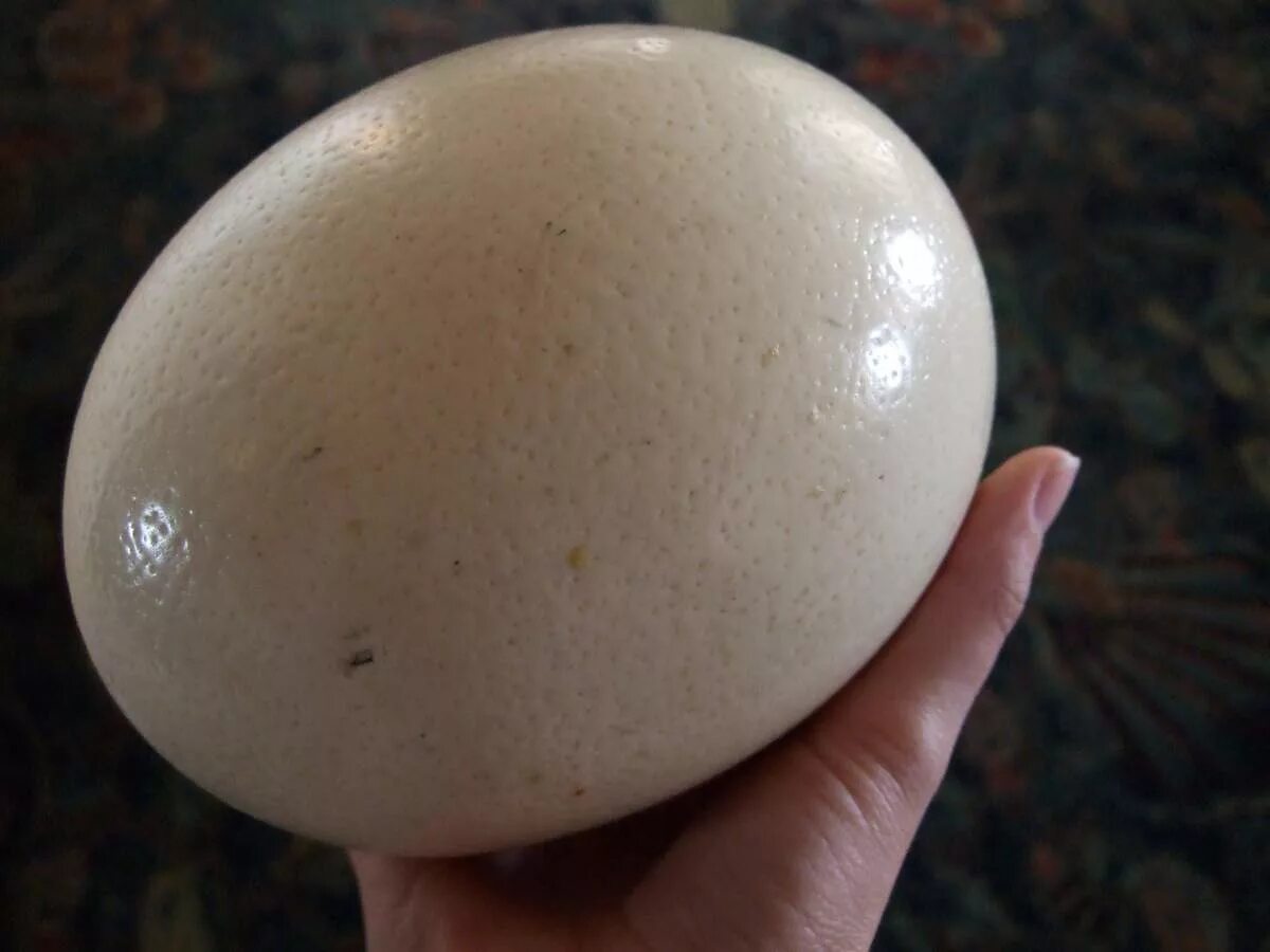 Громадное яйцо. Инкубационные яйца страуса. Страусиное яйцо и страус. Вес яйца страуса. Яйцо африканского страуса.