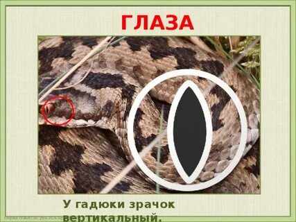 Гадюка зрачок
