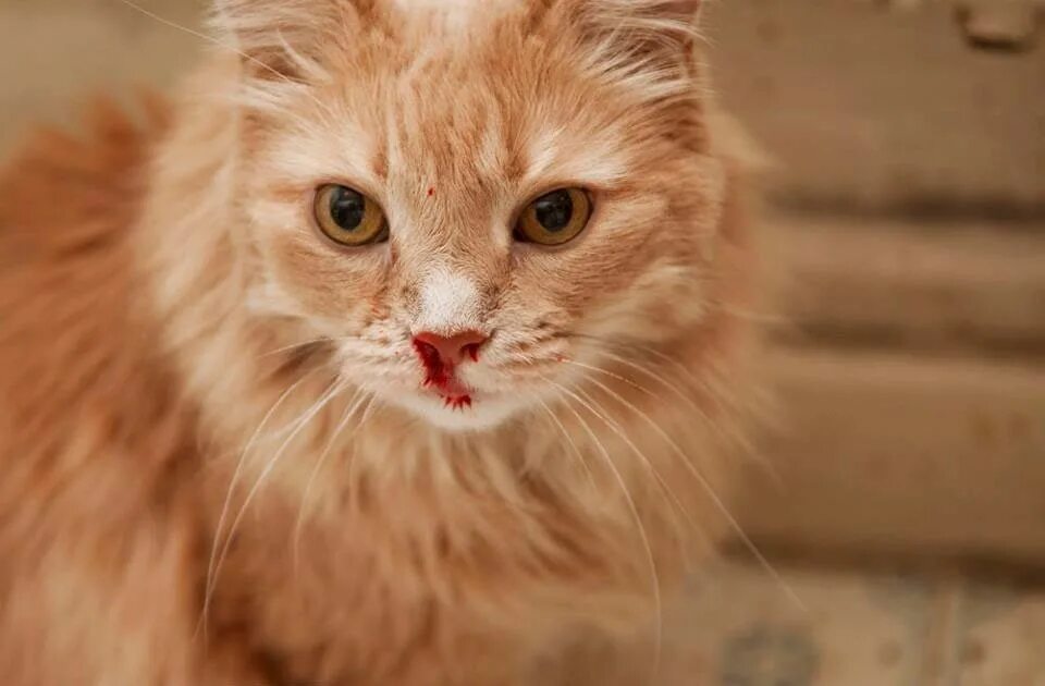 Кошка. Кровотечение у кошешек. Кошки сопли из носа