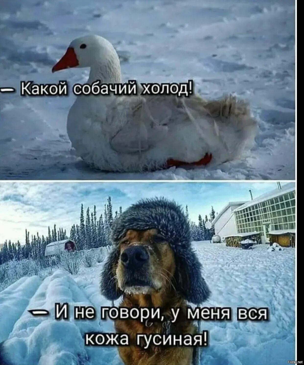 Жара сильнее холода