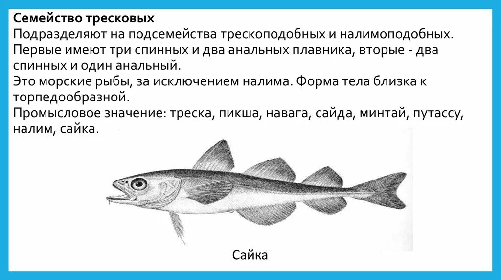 Промысловые группы рыб. Рыба семейства тресковых навага. Рыбу подразделяют на семейства. Рыбы семейства тресковых перечень. К семейству тресковых рыб относятся.