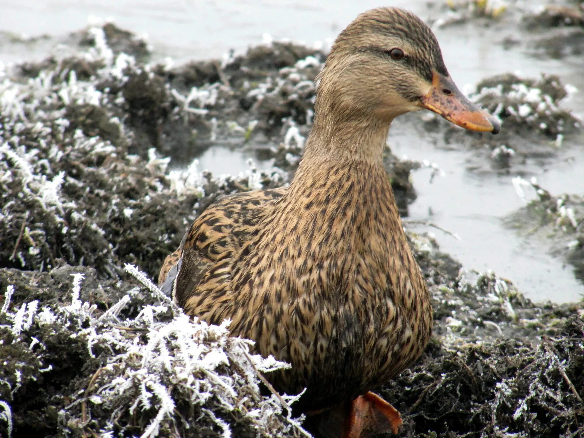 Уточка розовая резиновая. Розов утка. Уточка плюшевая lalafanfan. Розовая утка игрушка. Уточка.
