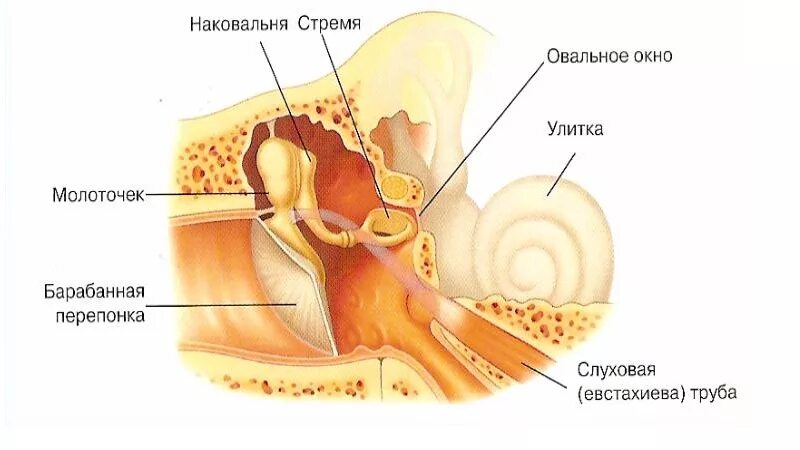 Давление в среднем ухе атмосферное