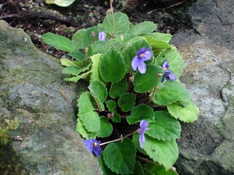 Фиалка в природе. Сенполия узамбарская фиалка в природе. Фиалка в природе. Фиалка душистая лесная. Узамбарская фиалка в дикой природе.