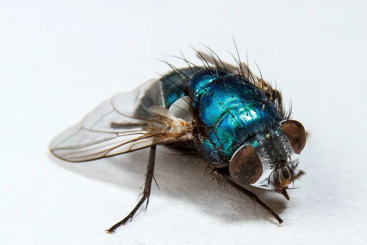 Навозная муха. Musca domestica комнатная муха. Синие мясные мухи. Синие мясные мухи. Синие мясные мухи.