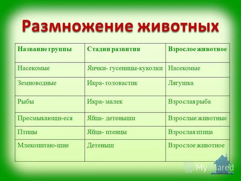 Особенности размножения человека презентация 9 класс фгос. Размножение животных. Размножение животных таблица. Способы размножения животных. Способы развития животных.