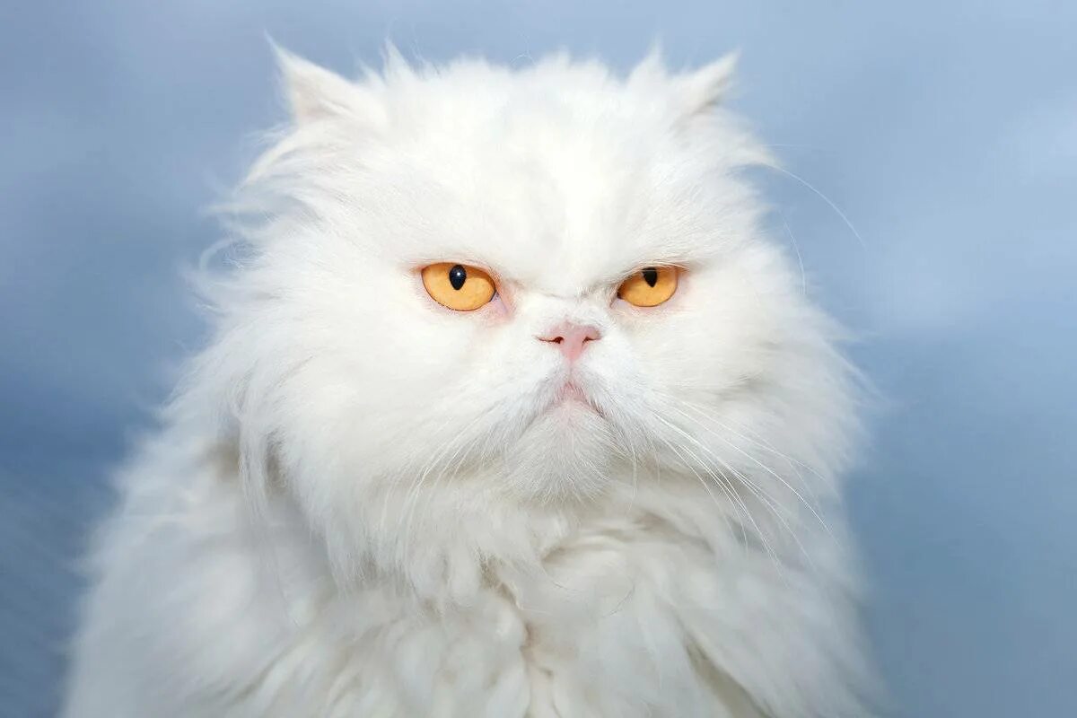 Сколько живут пушистые. Персидская шиншилла. Персидская голубая шиншилла. Персидская кошка белая. Персидская кошка альбинос.