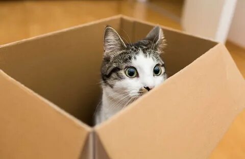 Where is kitten