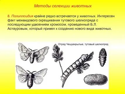 Полиплоидный тутовый шелкопряд