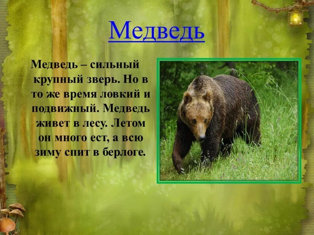 Рассказ о медведе. Текст про медведя. Описание медведя. Короткий рассказ про медведя.