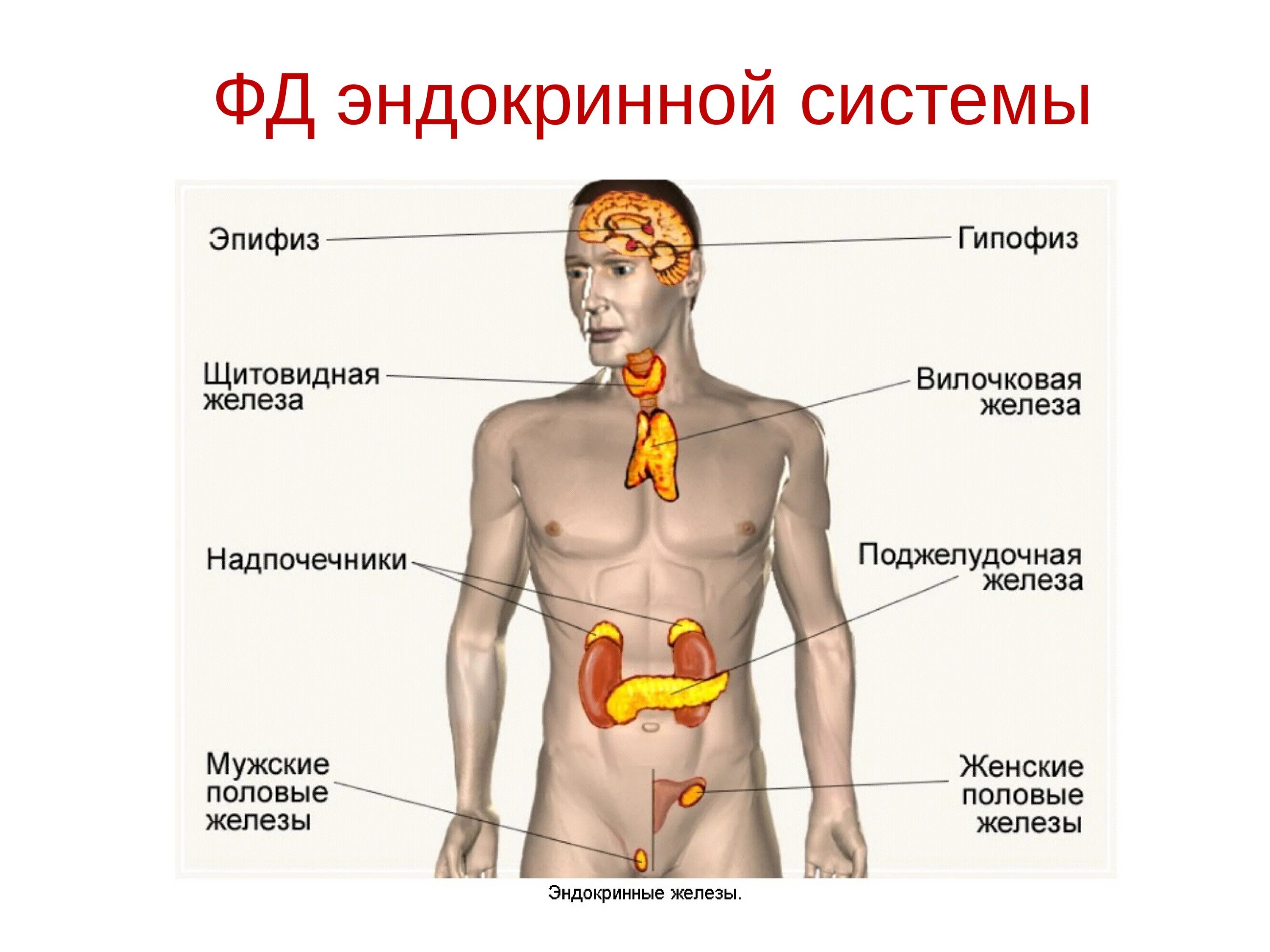 Эндокринная система внешней секреции. Железы внутренней секреции: гипофиз, надпочечники, щитовидная железа.. Железы эндокринной системы человека. Железы гормональной системы. Заболевания эндокринных органов