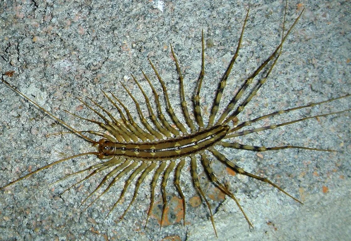 Фрин дамон паук. Тарантул арахнид. Сколопендра макросъемка. Маленькие членистоногие. Маленькие членистоногие.