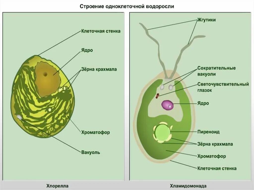 Отделы водорослей биология. Одноклеточная водоросль хламидомонада. Строение клетки водоросли 5 класс. Строение водоросли хламидомонады. Строение водорослей 7 класс биология.