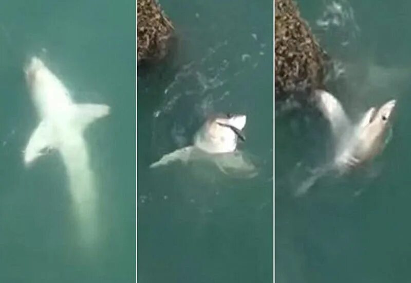 Нападение акулы в море. Акула Катран в черном море нападение на людей. Акулы в чёрном МОРЕГЕЛЕНДЖИК.