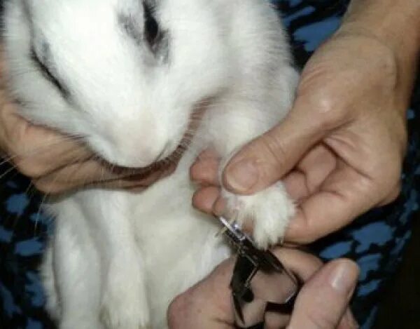 Сколько лап у кролика. Подстричь когти кролику. Подстричь ногти кролику. Подстрижка когтей кролику. Декоративный кролик подстричь когти.