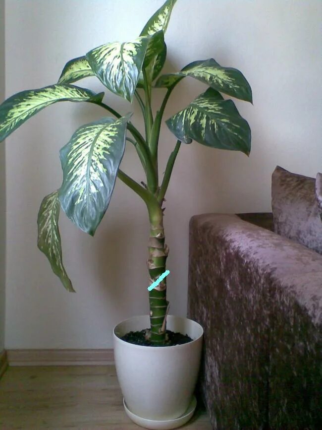 Диффенбахия везувий. Диффенбахия ствол. Диффенбахия мужегон. Диффенбахия аглаонема. Диффенбахия пальма.