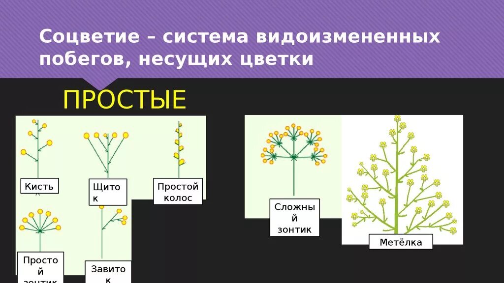 Какие соцветия могут быть только простыми. Соцветие. Видоизмененные соцветия. Соцветие это побег. Простые соцветия.