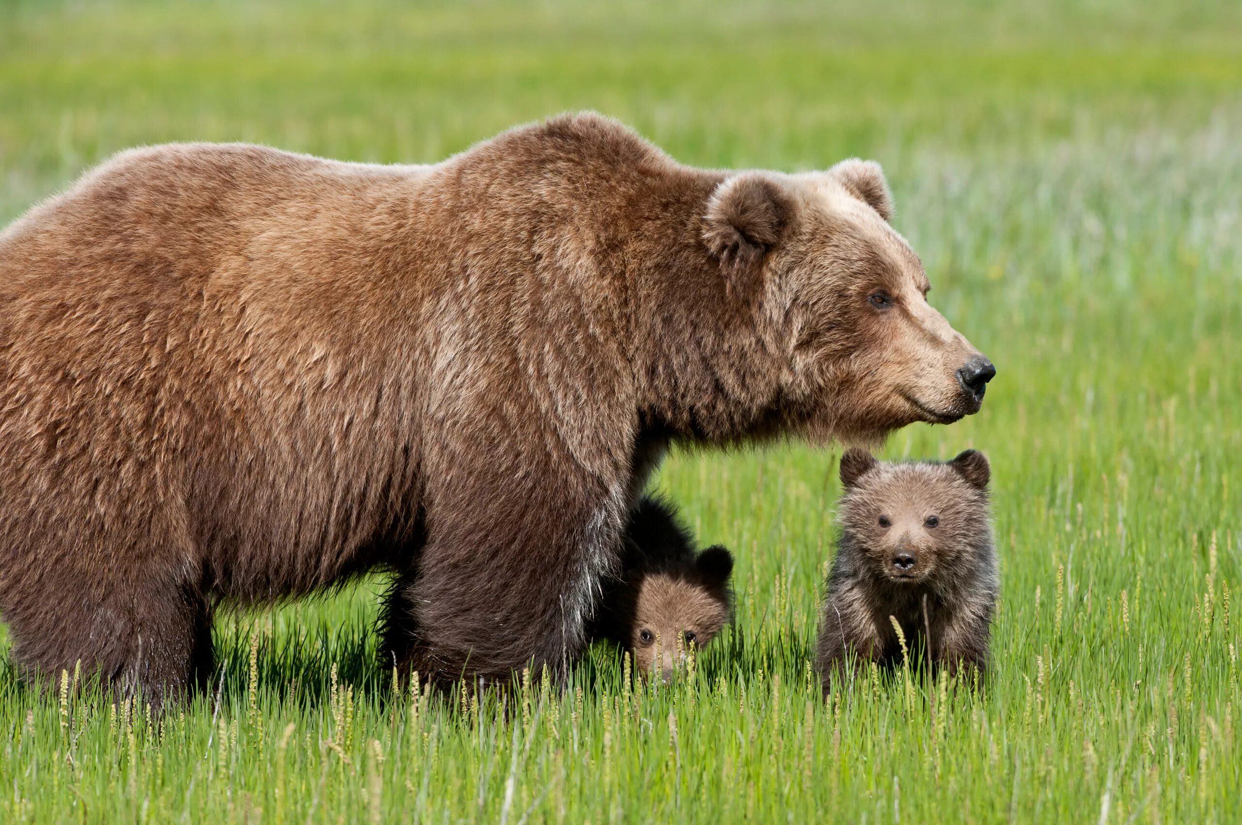 Северная Америка медведь Гризли. Сибирский бурый медведь. Сибирский бурый медведь Камчатский бурый медведь. Сибирский бурый медведь медвежата.