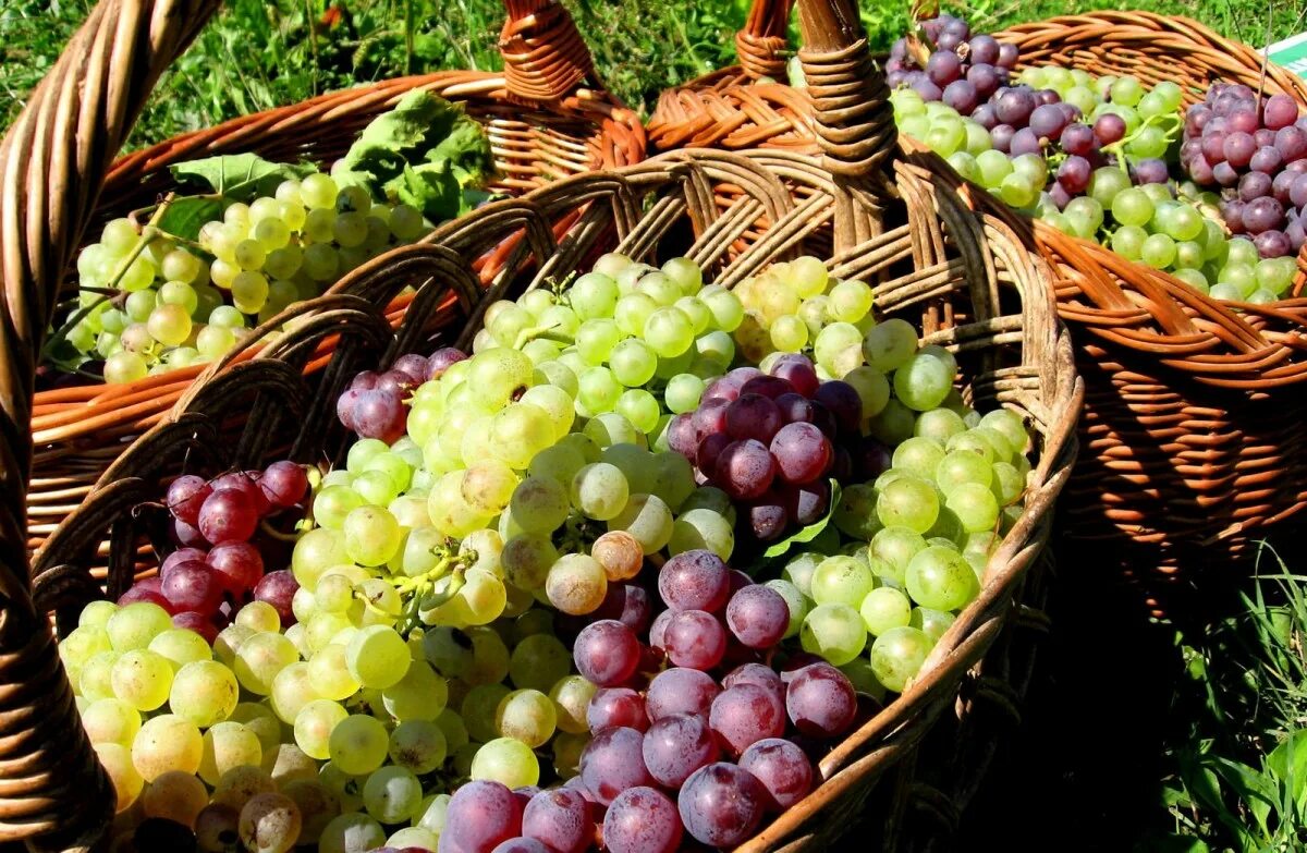 Виноград маленькие ягоды. Виноград. Виноград в корзине. Сладкий виноград. Урожай винограда.