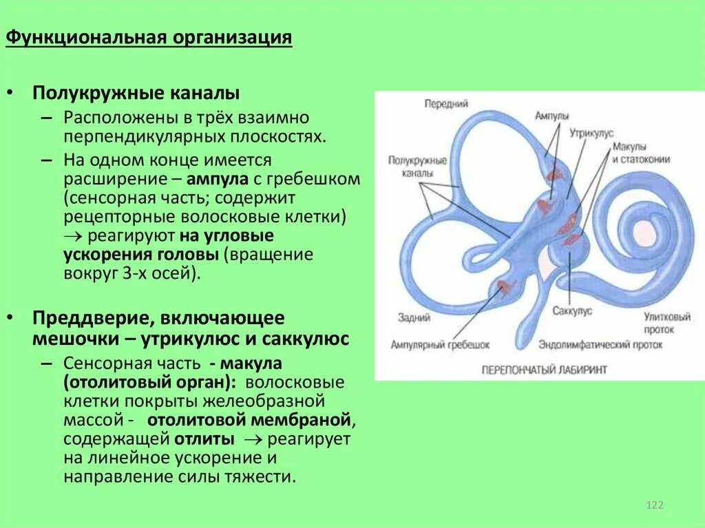 Полукружные каналы их строение