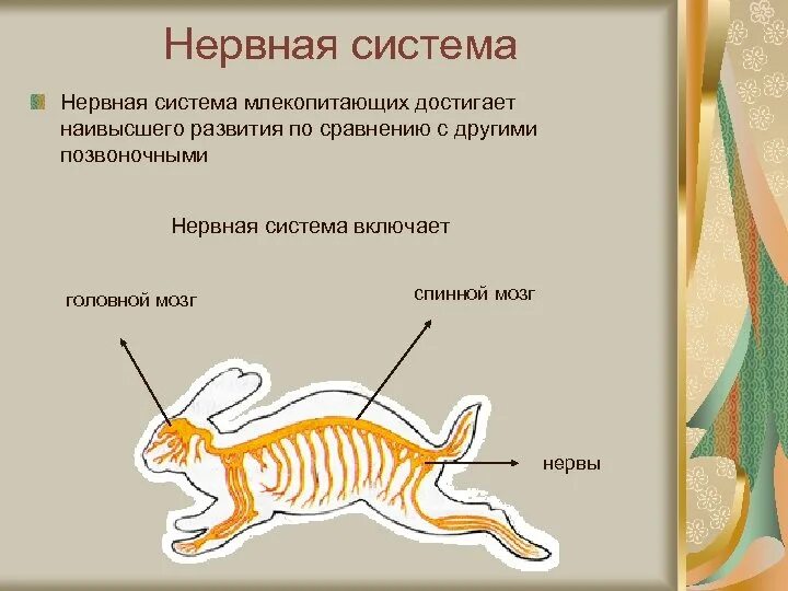 Нервная система млекопитающих 8 класс. Строение нервной системы млекопитающих. Нервная система млекопитающих 7 класс. Нервная система млекопитающих 7 класс кратко. Нервная система млекопитающих кратко 7.