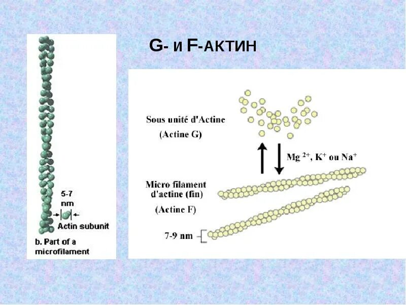 Фибриллярный актин. F актин. G актин и f актин. Глобулярный актин. Актин входит в состав