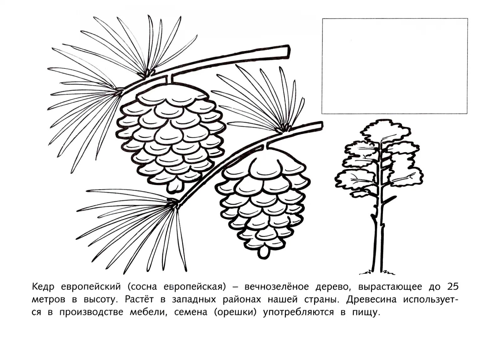 Урок дерево 8 класс. Первые уроки деревья. Кедр раскраска. Кедр раскраска для детей. Дерево для урока.