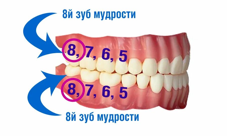 8 зуб это какой