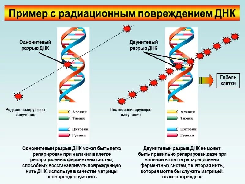 Соединение в днк клетки. Действие ионизирующего излучения на ДНК. Двунитиевые разрывы ДНК. Одноцепочечный разрыв ДНК. Воздействие ионизирующего излучения на ДНК.