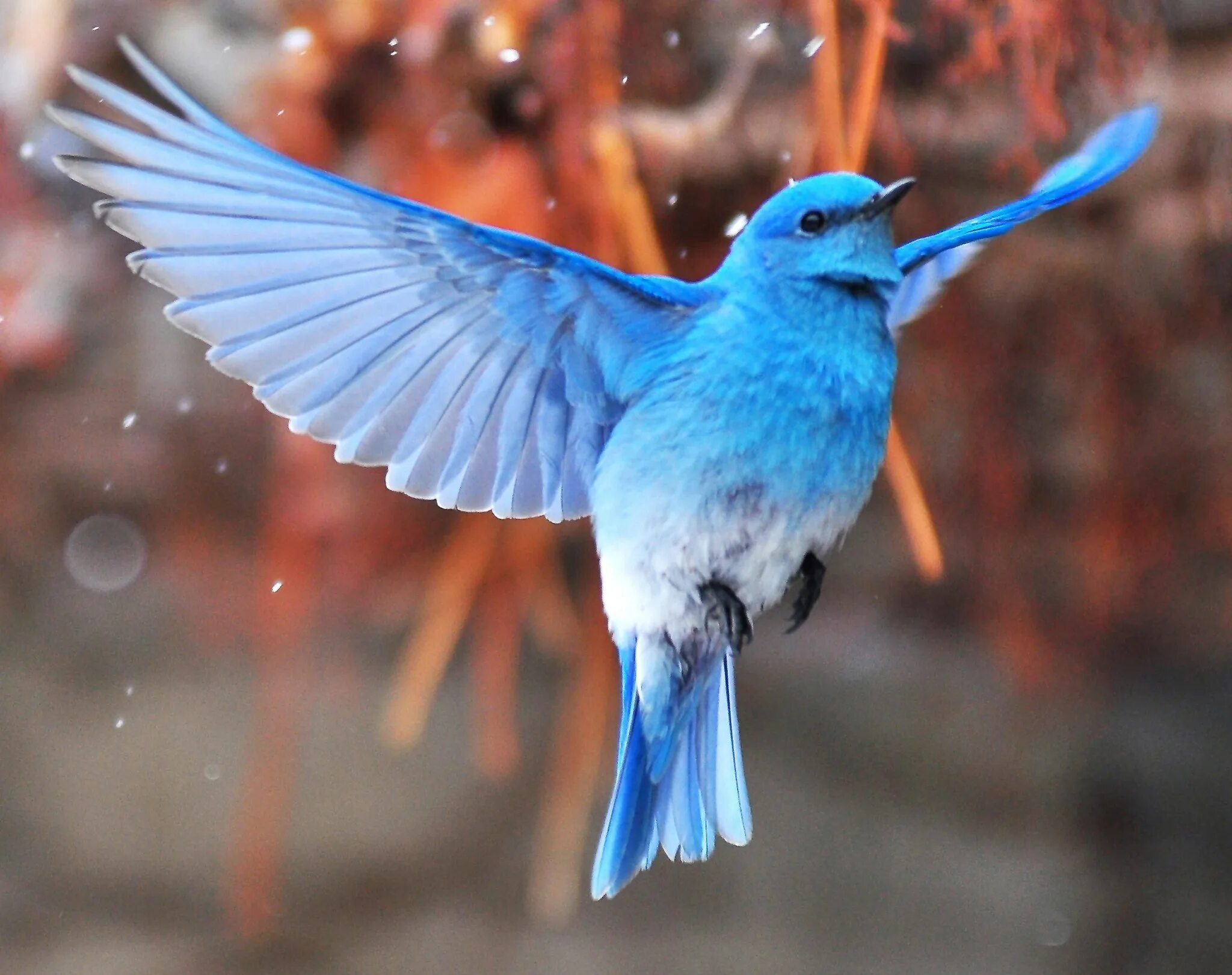 Синяя птица счастья. Птичка голубая сиалия. Австралийский расписной малюр. Синие птицоиды. Голубая птичка новосибирская область.
