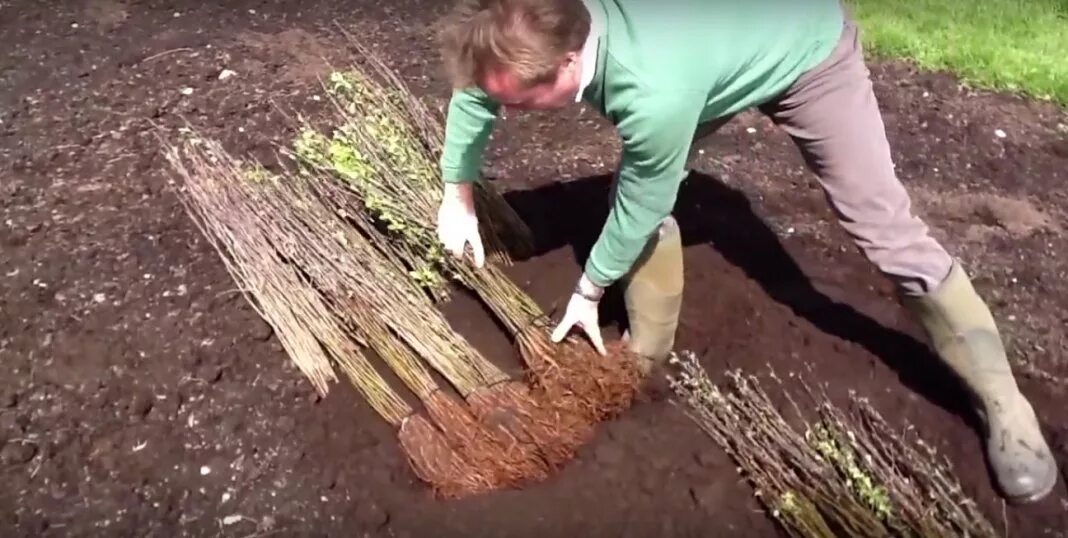 Прикопать саженцы яблони. Прикопка саженцев на зиму. Саженцы в прикопе. Прикапывать саженцы на зиму. Как сохранить саженцы смородины до посадки