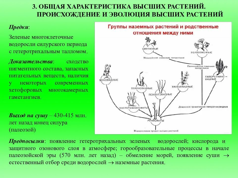 Появления основных групп растений на земле. Схема происхождения высших растений 5. Происхождение высших растений. Происхождение и Эволюция высших растений. Водорослевые предки высших растений.