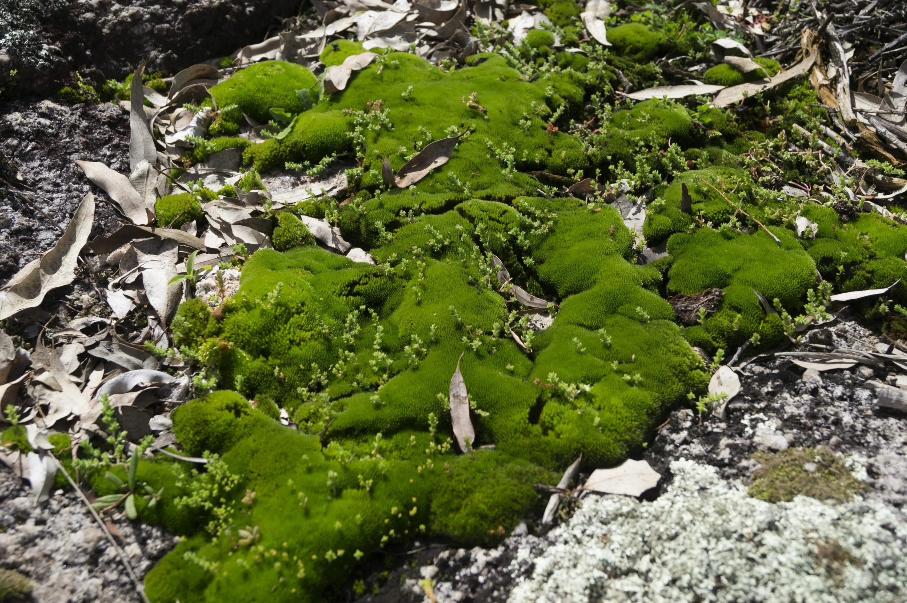 Водные лишайники примеры. Эдафофильные водоросли. Аэрофитон водоросли. Xanthophyta водоросли. Мох схистостега.