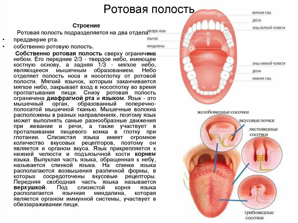 Полость практически