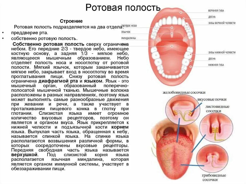 Полость рта кратко