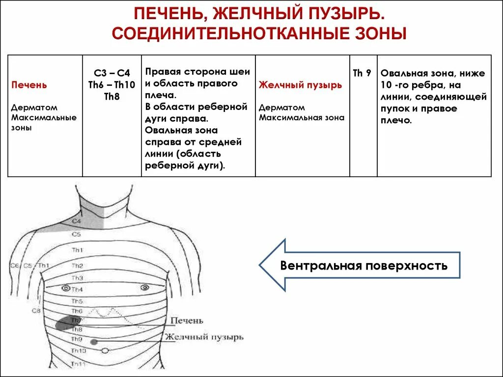 Печень ниже реберной дуги. Массаж печени. Зоны печени. Вентральная поверхность печени. Массаж печени и желчного.