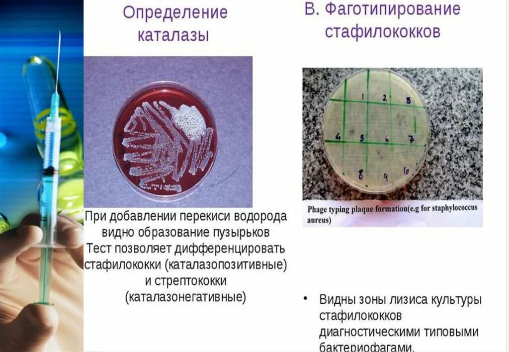 Метод определения стафилококков. Фаготипирование стафилококка. фаготипирование золотистого стафилококка. устойчивость стрептококков к антибиотикам. каталаза стафилококков.