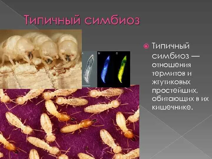 Симбионтом человека является. Термиты и жгутиконосцы симбиоз. Термиты и жгутиконосцы Тип взаимоотношений. Отношения термитов и жгутиковых простейших. Симбионты термитов.