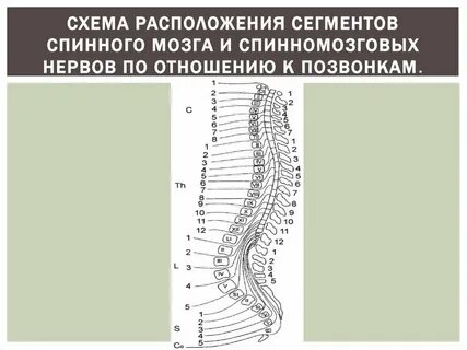 Картинка схемы позвоночника